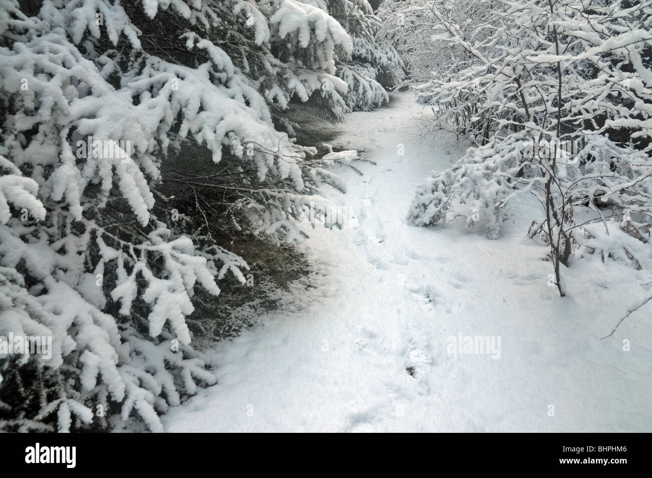 Une scène d'hiver de neige d'une piste à travers les sapins chargés de neige. Banque D'Images