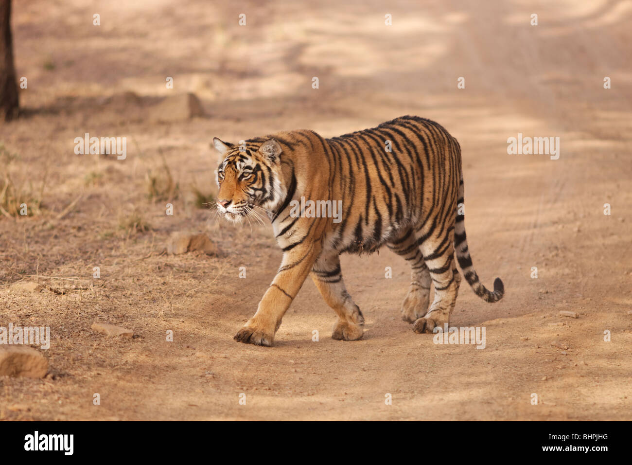 Un tigre du Bengale sur le chemin de la route de la jungle à la Réserve de tigres de Ranthambore, en Inde. ( Panthera tigris ) Banque D'Images