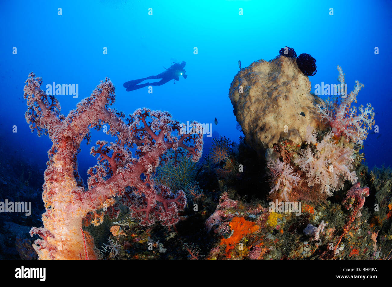 Dendronephthya klunzingeri, plongée sous-marine avec les récifs coralliens colorés et coraux mous, Alam Batu, Housereef, Bali Banque D'Images