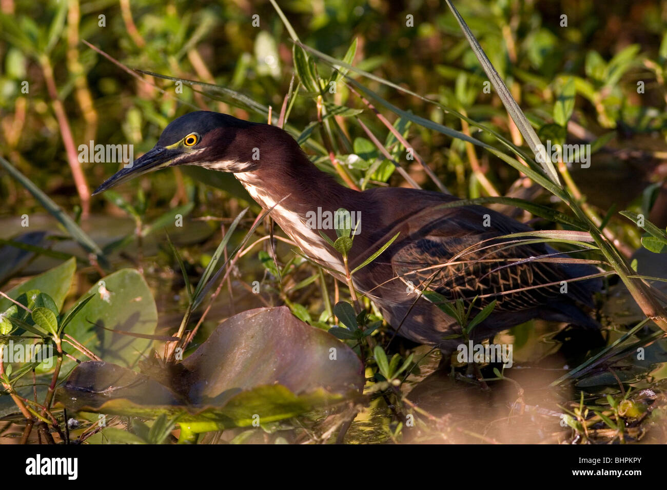 Héron vert, Butorides virescens, Parc National des Everglades Banque D'Images