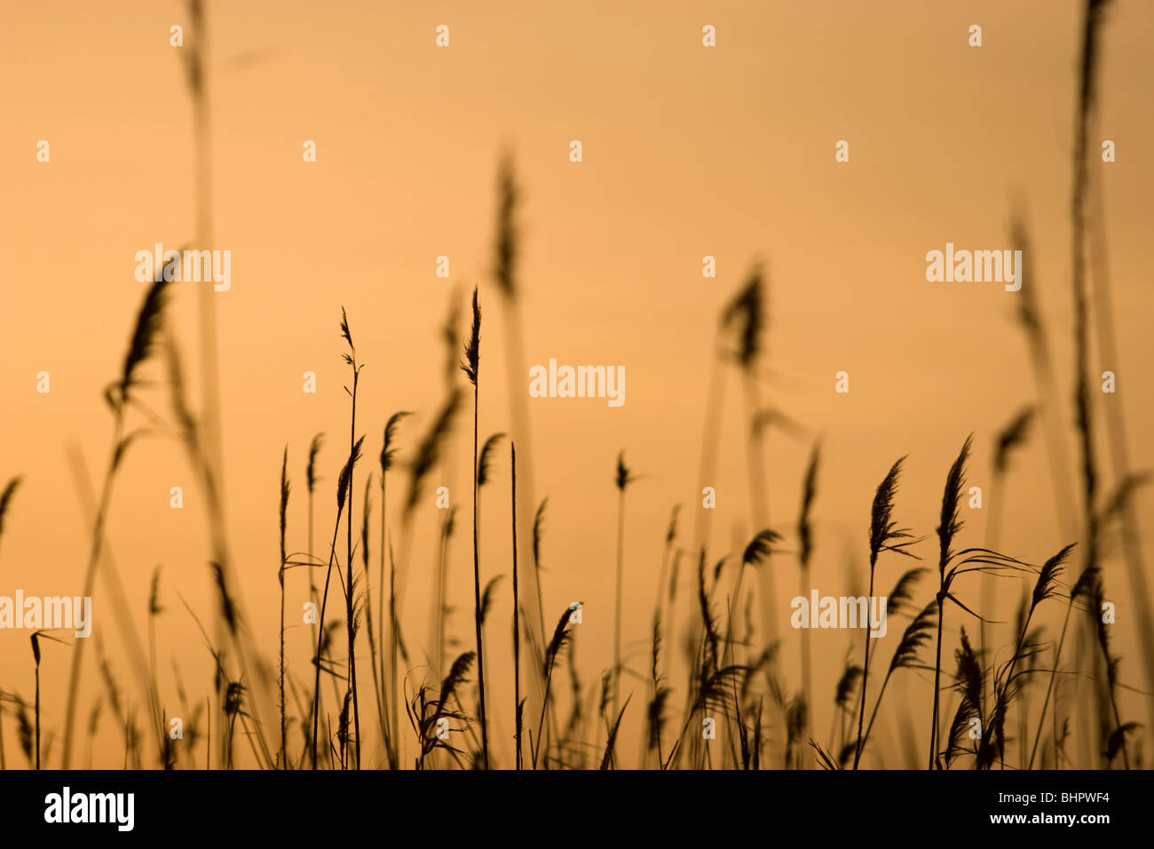 Silhouette de plantes sur un coucher de soleil Banque D'Images