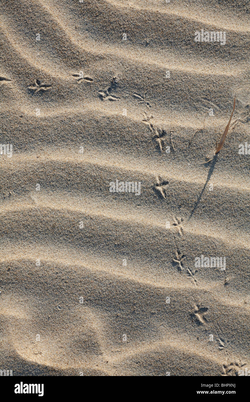 Les pistes d'oiseaux dans le sable, l'île de Texel, Hollande Banque D'Images