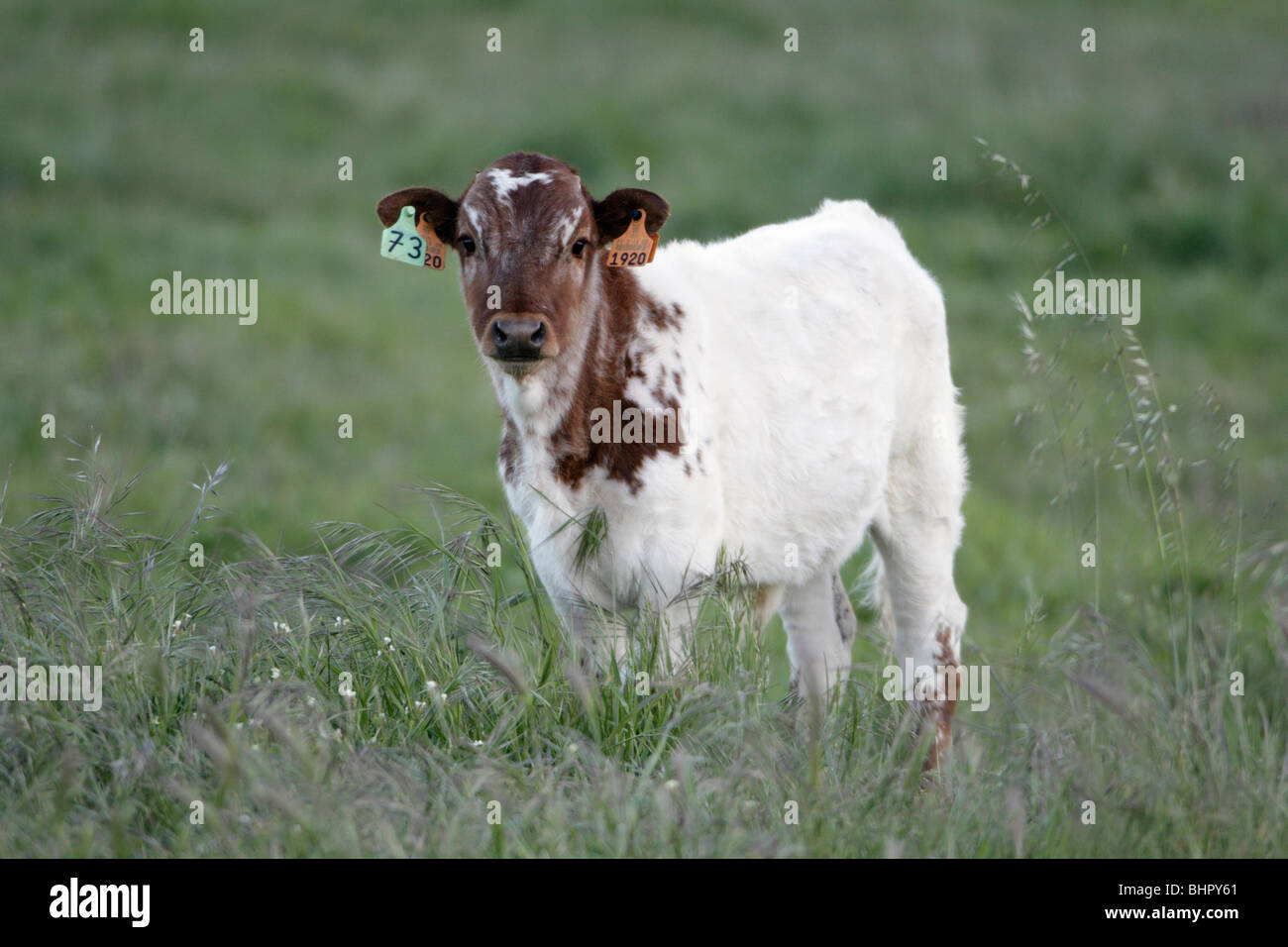 Bovin, veau mâle avec les marques auriculaires, les bovins de race, Portugal Banque D'Images