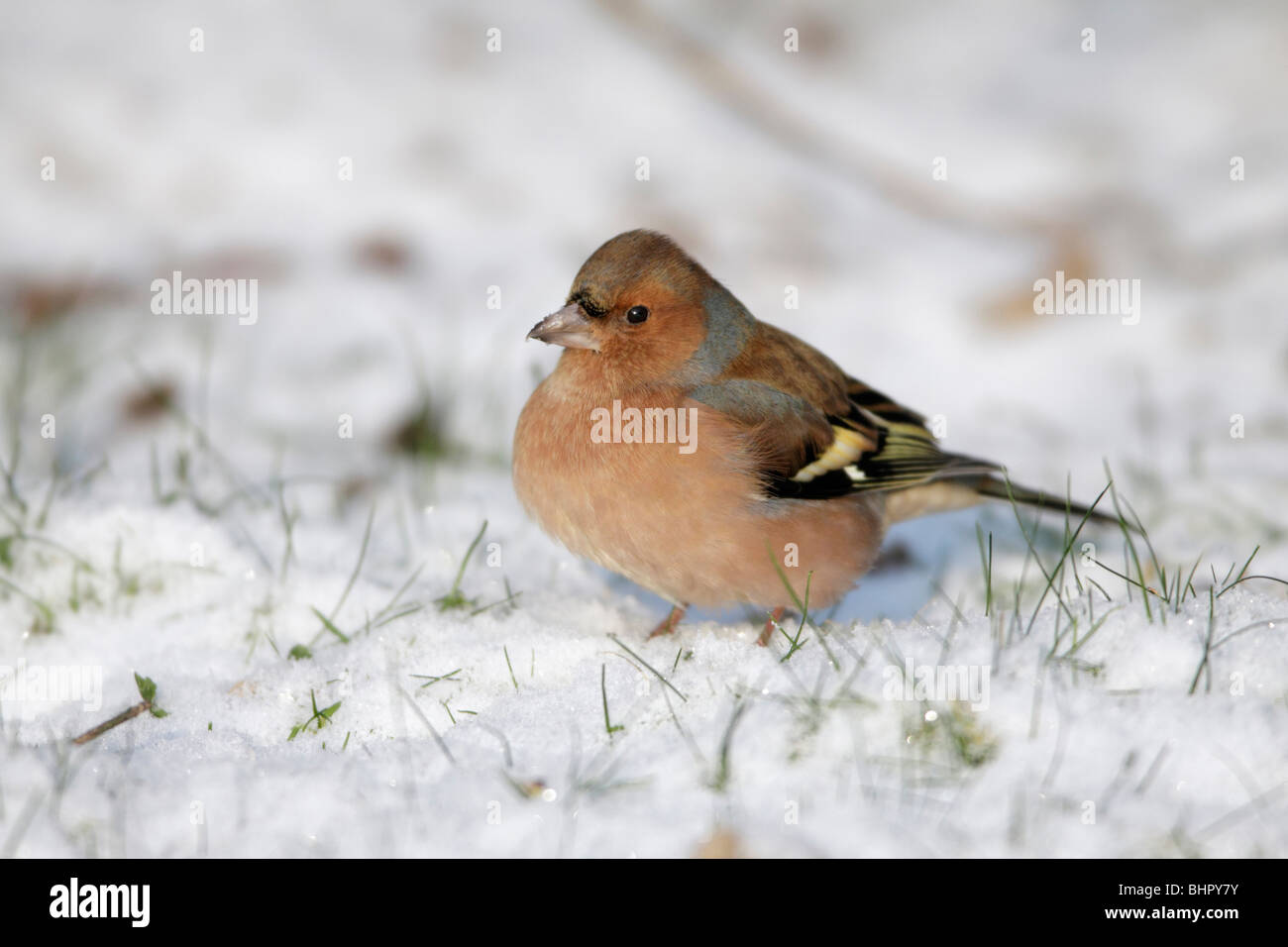Pinson, (Fringilla coelebs), l'alimentation des hommes sur le sol en hiver, Allemagne Banque D'Images