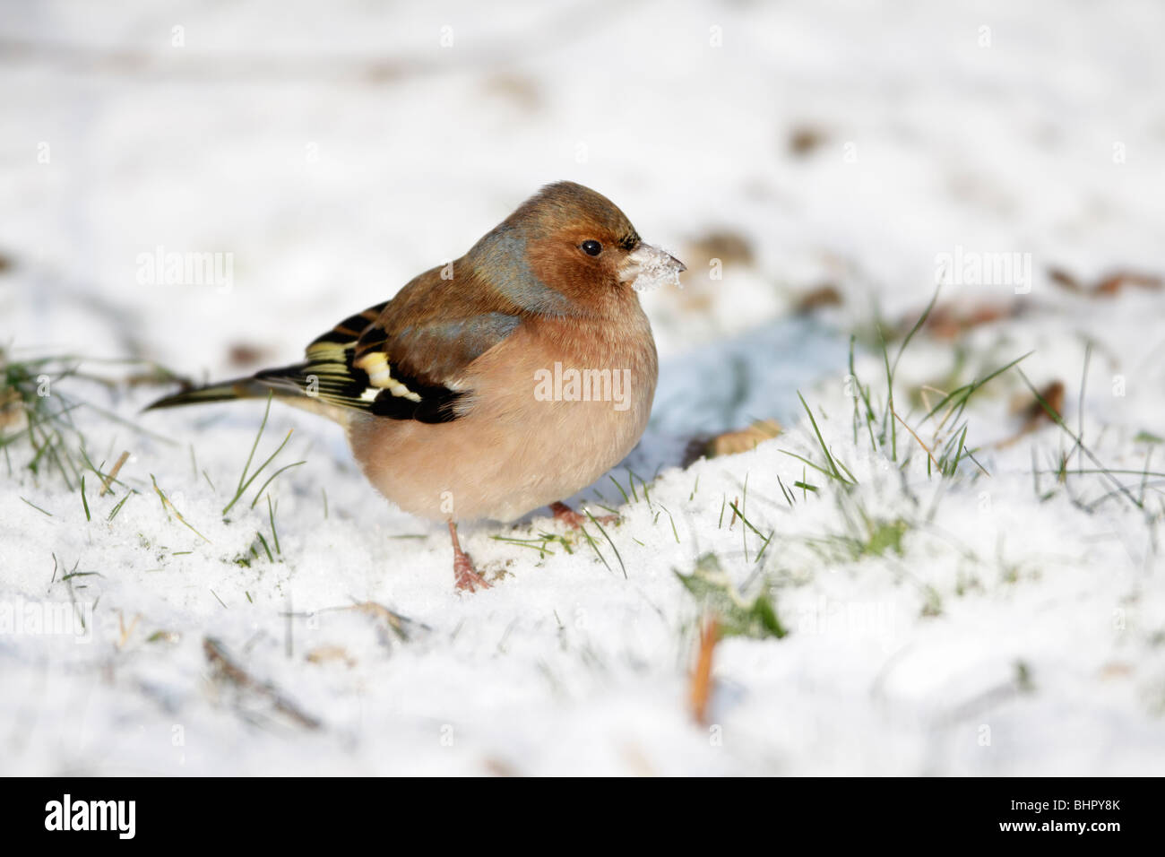 Pinson, (Fringilla coelebs), l'alimentation des hommes sur le sol en hiver, Allemagne Banque D'Images