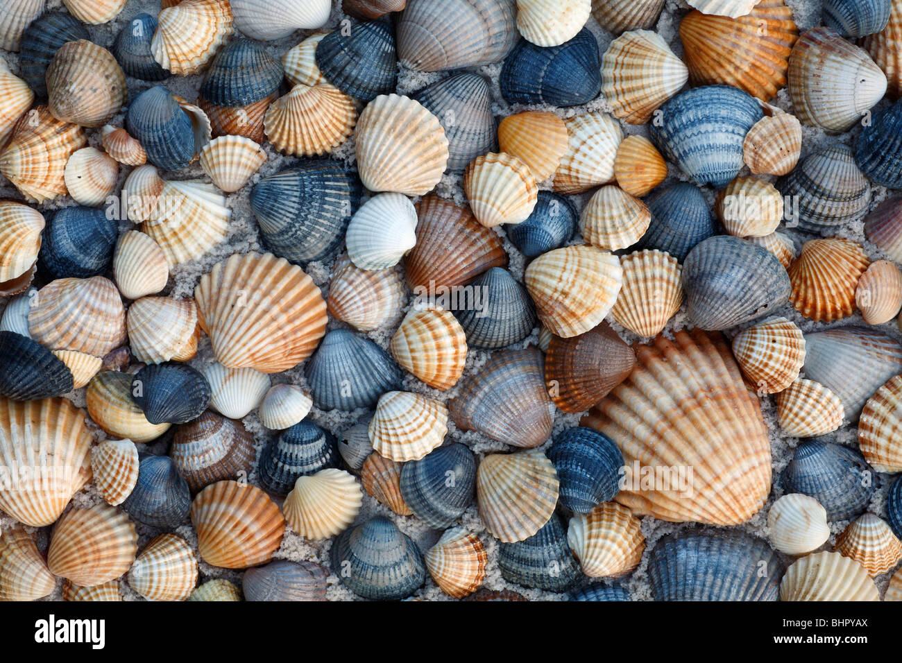 Coque commune Cerastoderma edula (coquilles), sur la plage dans le parc national de Coto Donana, Andalousie, Sud de l'Espagne Banque D'Images