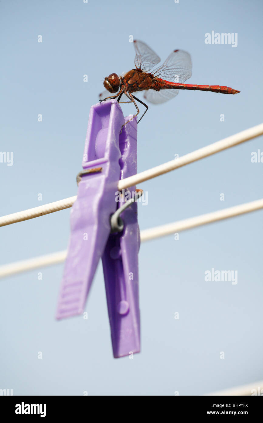 Ruddy Darte (Sympetrum sanguineum libellule), reposant sur des vêtements peg, île de Texel, Hollande Banque D'Images