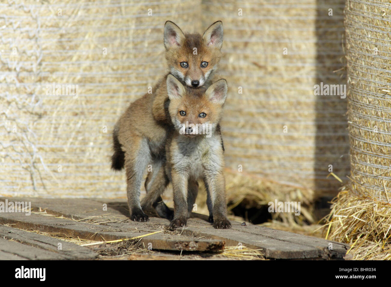 Le renard roux (Vulpes vulpes) - 2 oursons jouant dans grange ouverte Banque D'Images