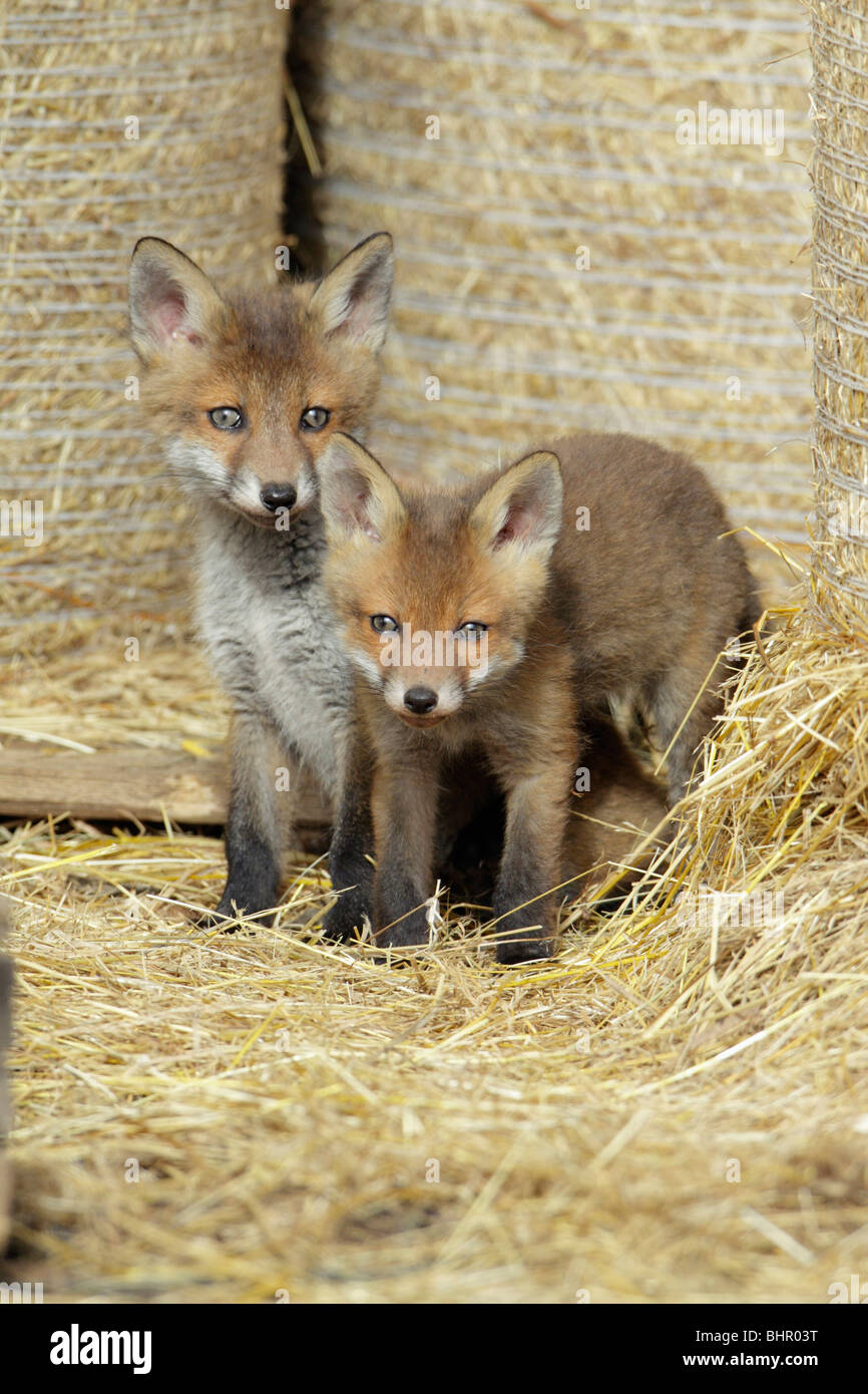 European Red Fox (Vulpes vulpes), deux oursons dans la grange, Hessen, Allemagne Banque D'Images