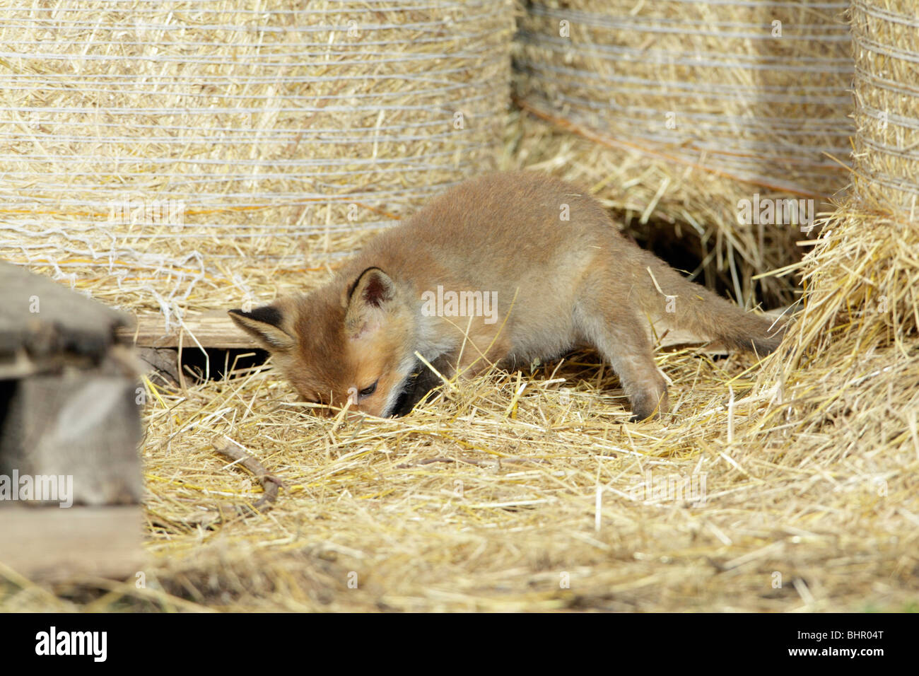 European Red Fox (Vulpes vulpes), chasse les souris dans les cub grange, Hessen, Allemagne Banque D'Images