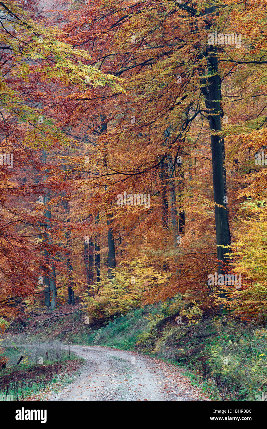 Forêt de hêtres (Fagus sylvatica), montrant la couleur en automne, Allemagne Banque D'Images