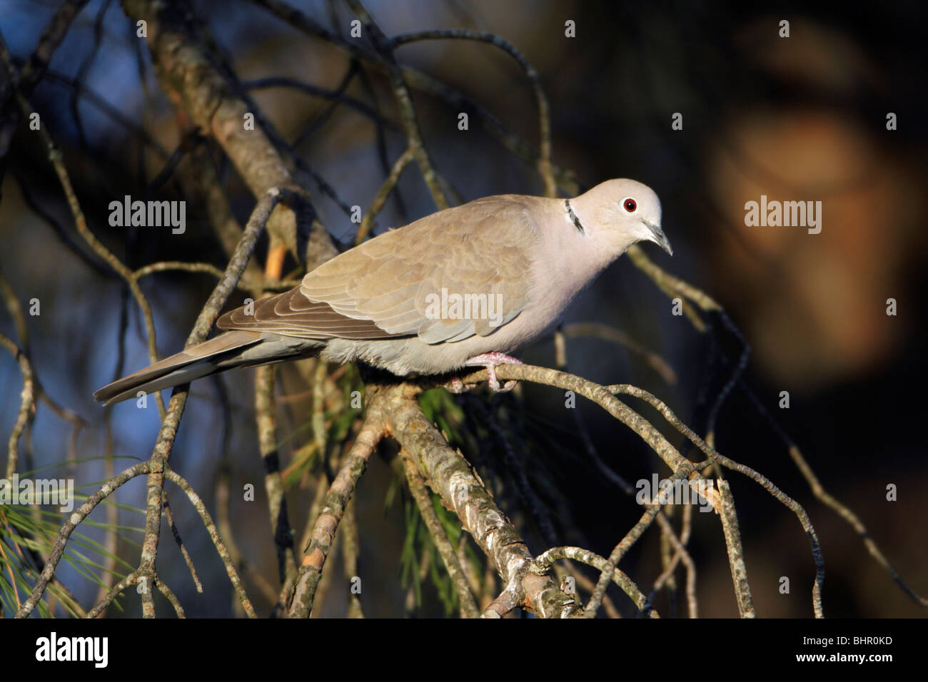 Collard Dove (Streptopelia decaocta), perché sur la branche d'arbre, Portugal Banque D'Images