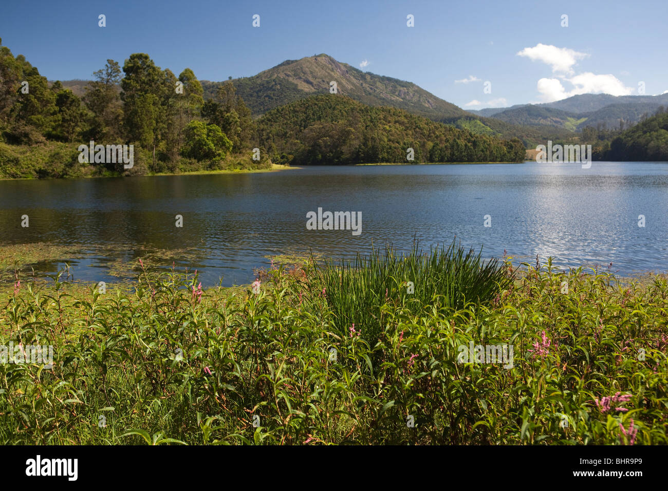 L'Inde, le Kerala, Munnar, Kundala Lake Banque D'Images