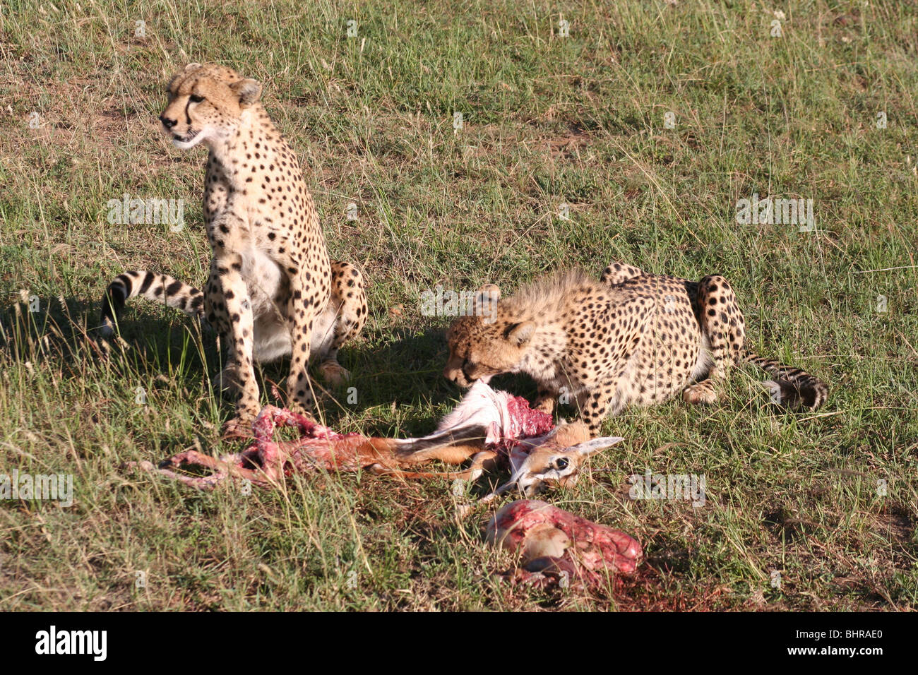 Les guépards de manger une Gazelle de Thompson à tuer dans le Masai Mara, Kenya Banque D'Images