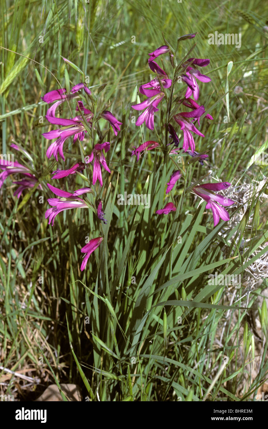 Glaïeul (Gladiolus segetum sauvages : Iridaceae) Israël Banque D'Images