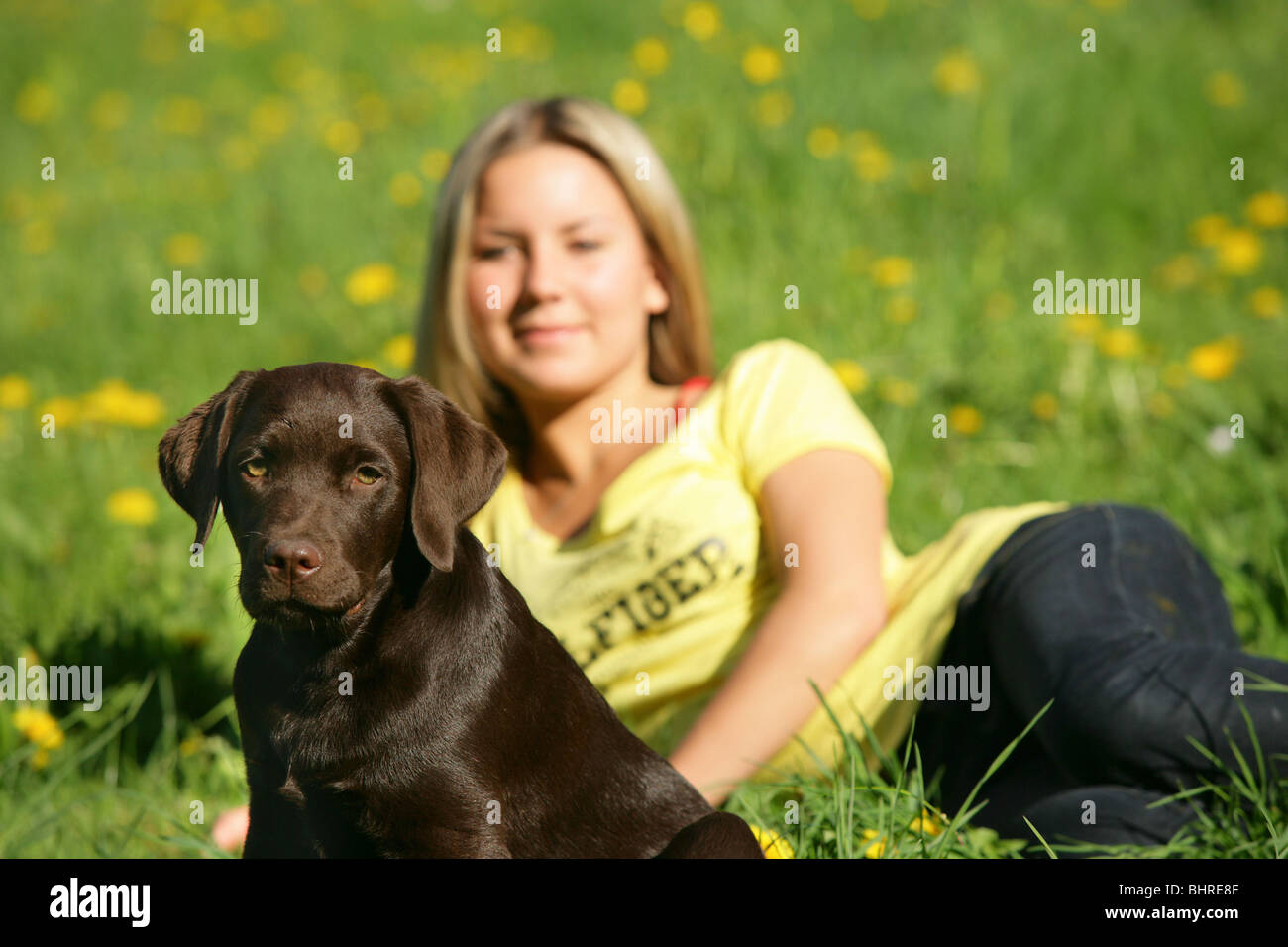 Jeune femme et jeune Labrador Retriever dog Banque D'Images