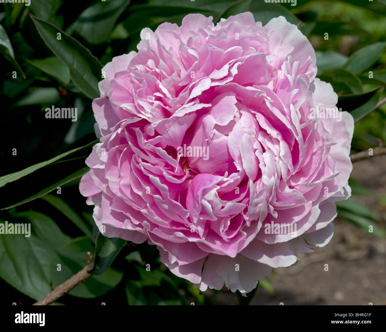 Paeonia Sarah Bernhardt Banque D'Images