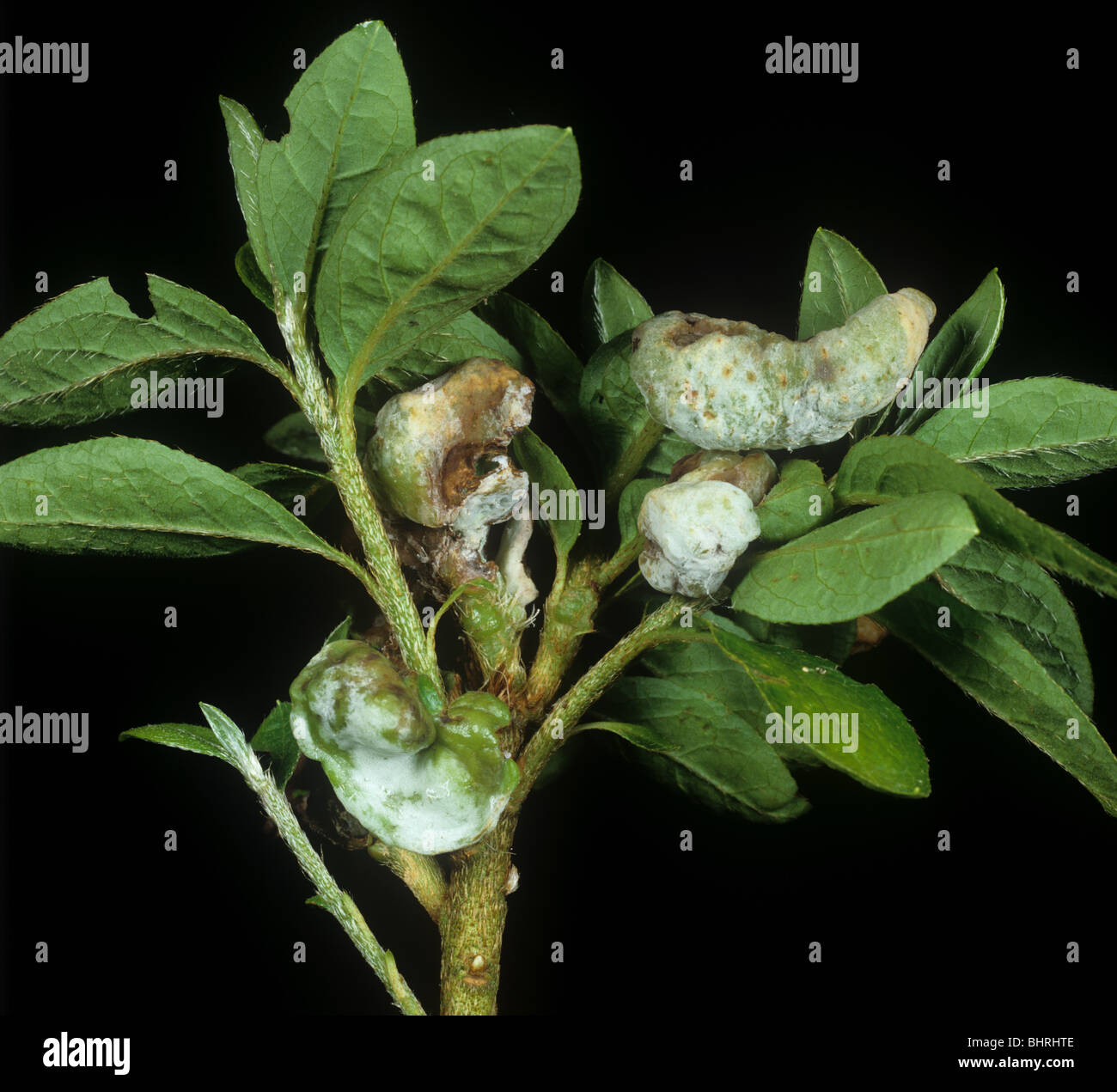 Azalea gall (Exobasidium vaccini) feuille des galles sur l'azalée (Rhododendron spp.) Banque D'Images