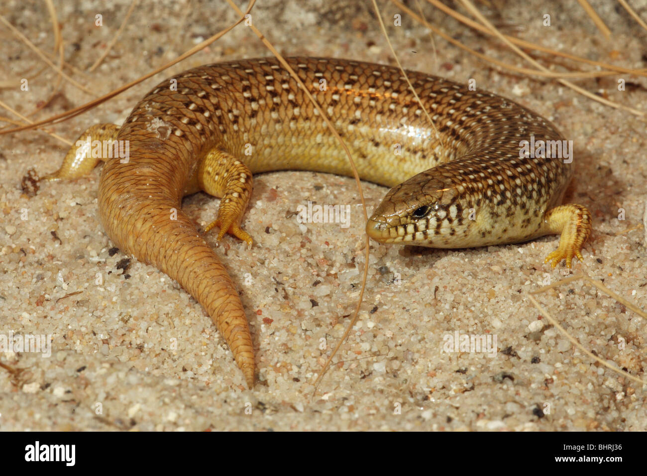 Chalcides ocellatus Ocellated Skink / Banque D'Images