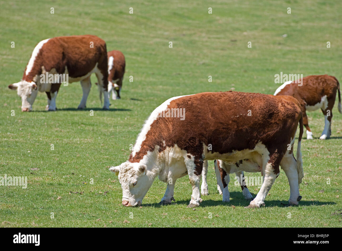 Hereford vaches avec veaux sous Banque D'Images