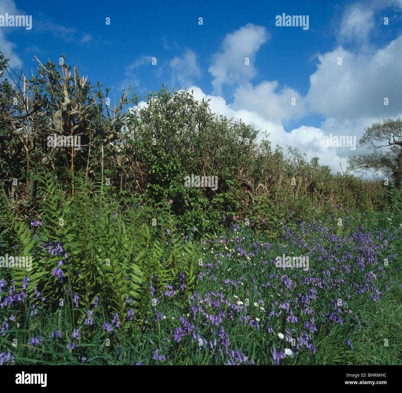 Devon bank et haie avec jacinthes en fleurs au printemps Banque D'Images