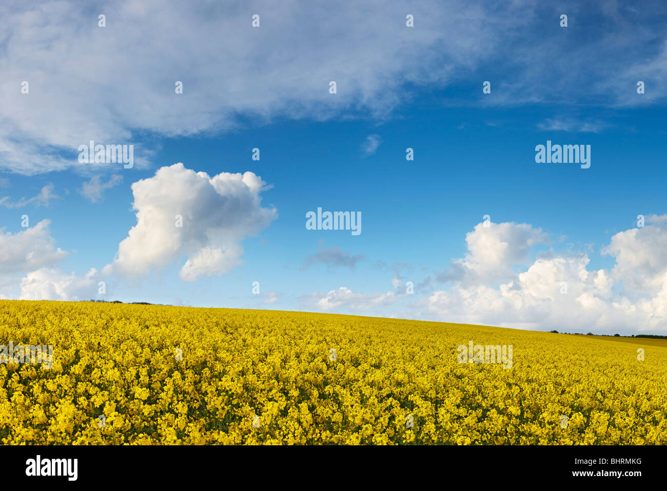 Un grand champ de colza jaune croissant dans la campagne du Hampshire Banque D'Images