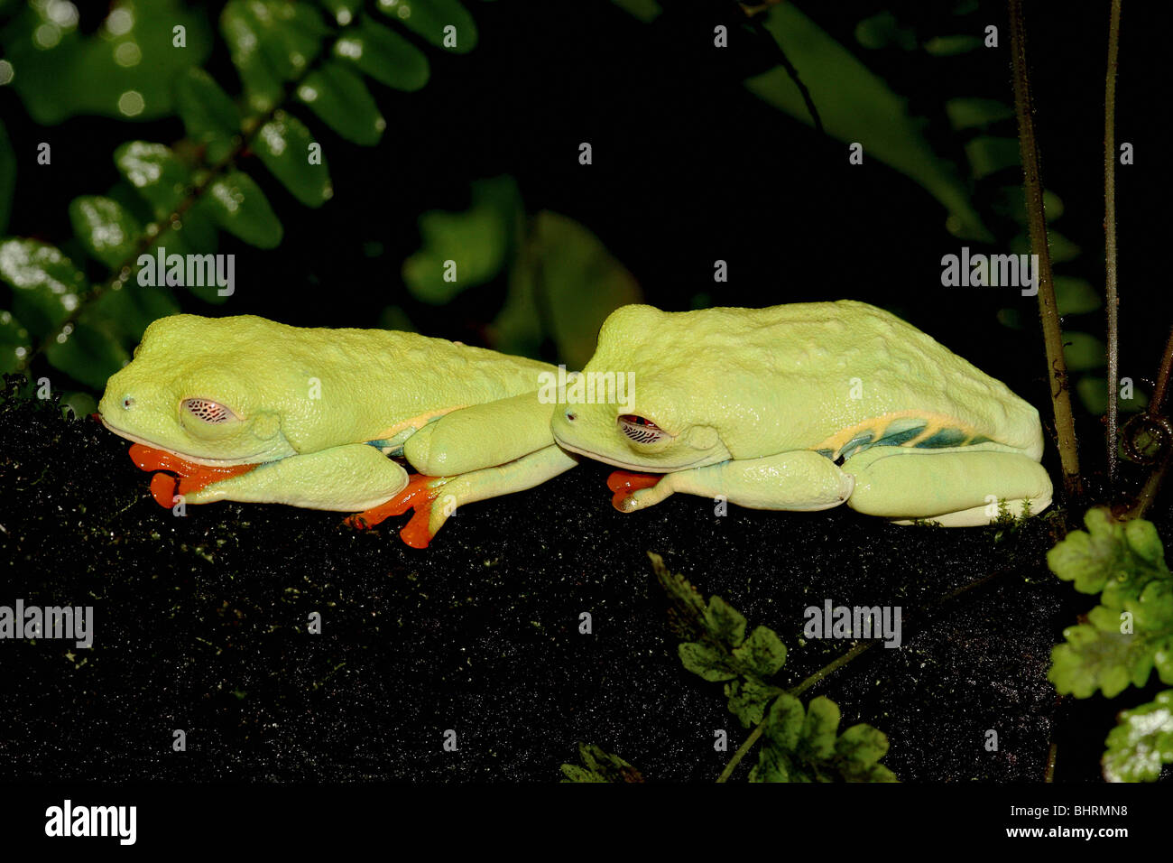 Grenouille d'arbre à yeux rouges (Agalychnis callidryas). Deux grenouilles somnin. Costa Rica Banque D'Images