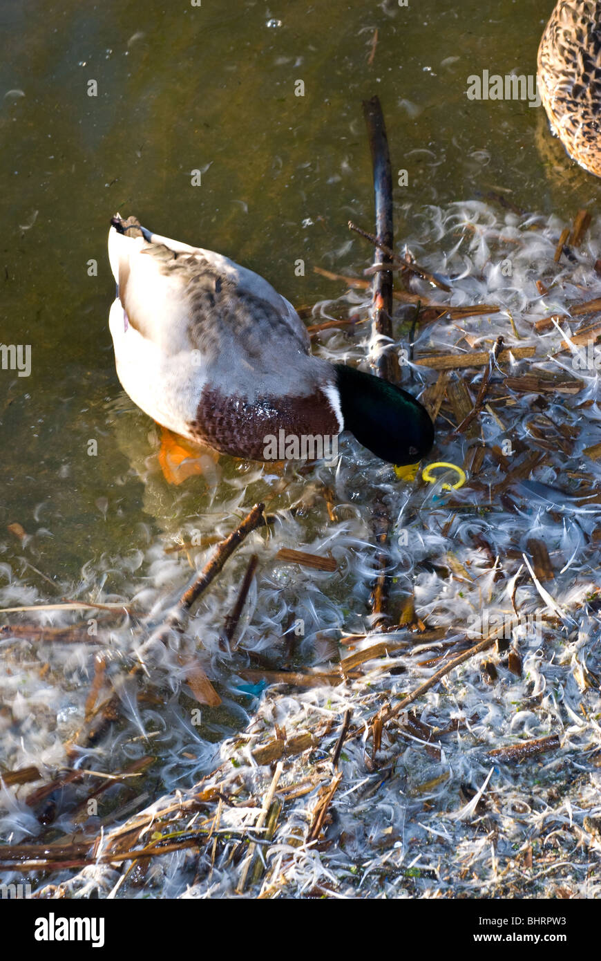 Canard colvert mâle adultes nourrir le long des rives d'un lac avec des déchets de plastique et autres détritus. Banque D'Images