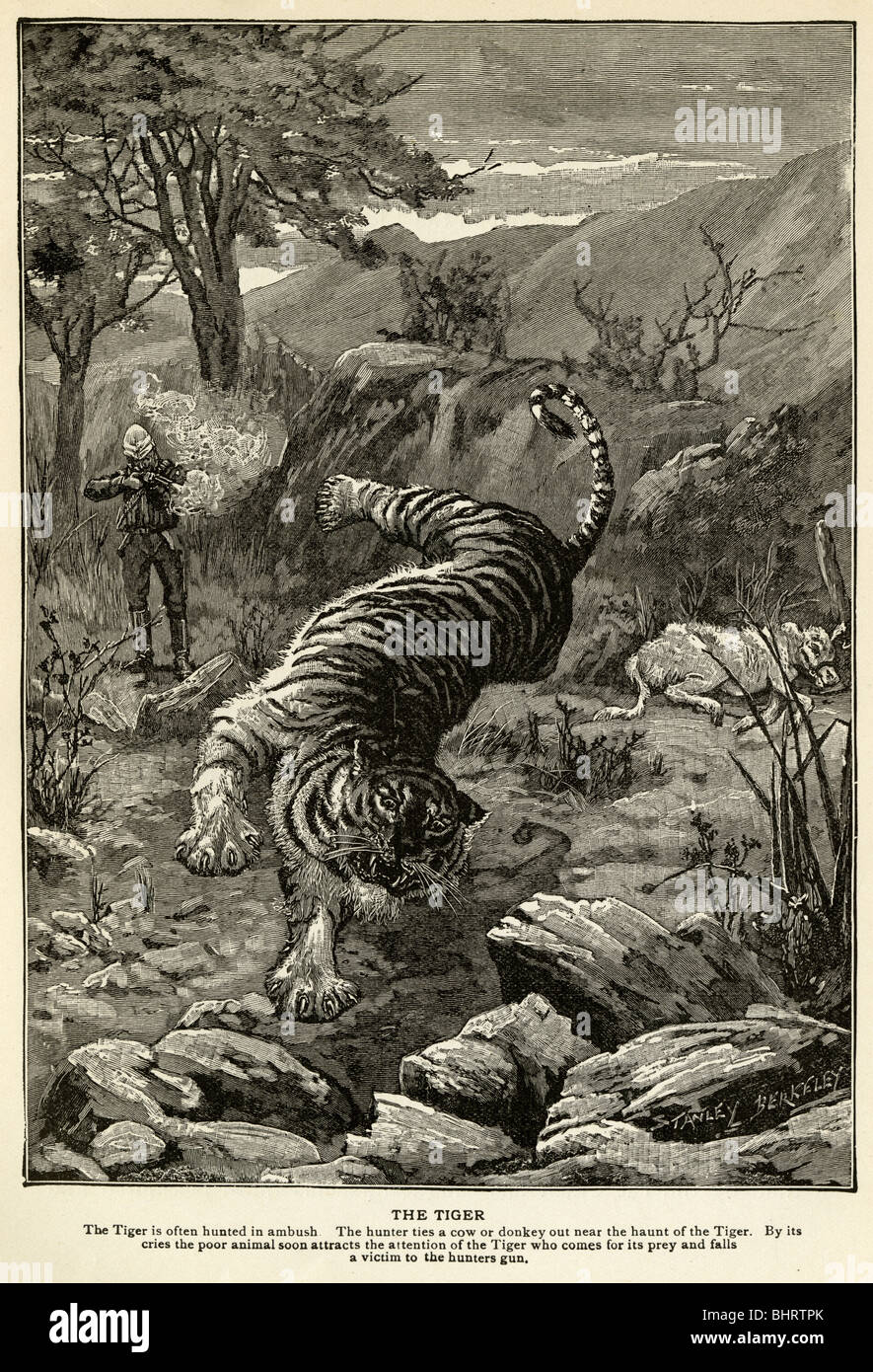 Gravure de 1901 représentant une chasse au tigre. Banque D'Images