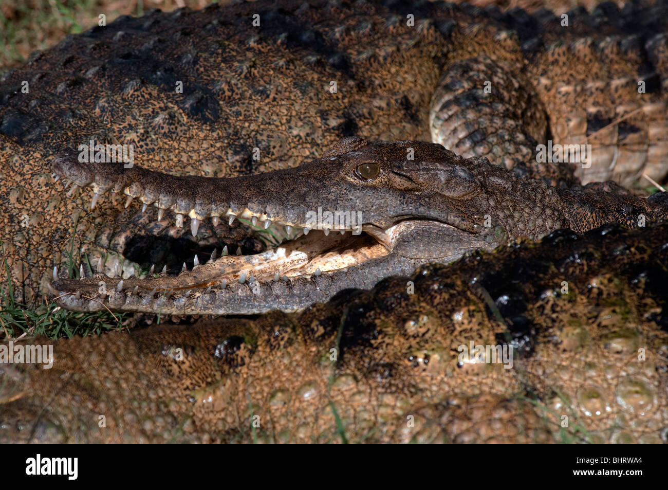L'eau douce australien crocodile (Crocodylus johnsoni ou Crocodylus johnstoni) Banque D'Images