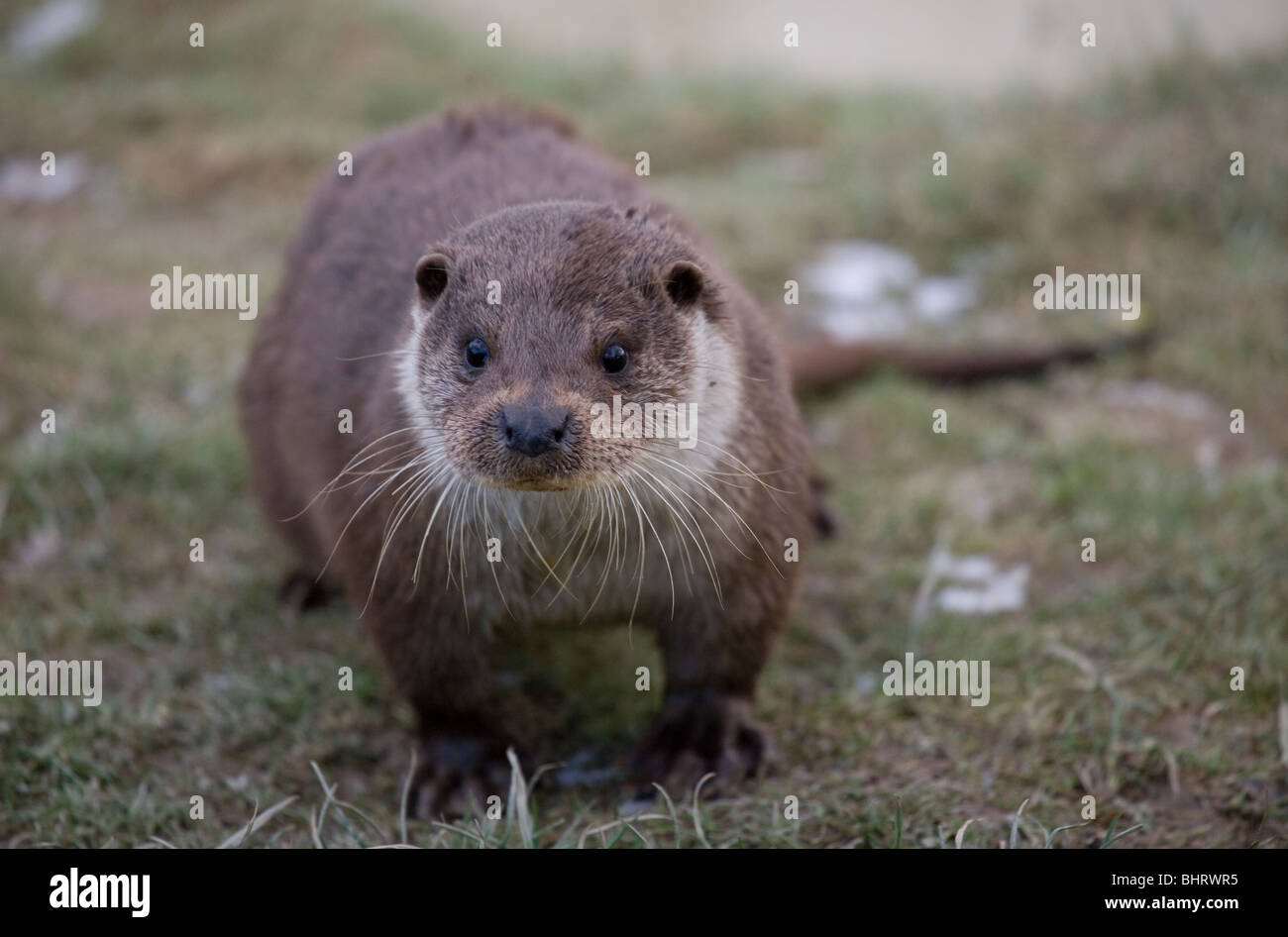 Loutre d'Europe Lutra lutra Portrait d'adulte seul UK Banque D'Images