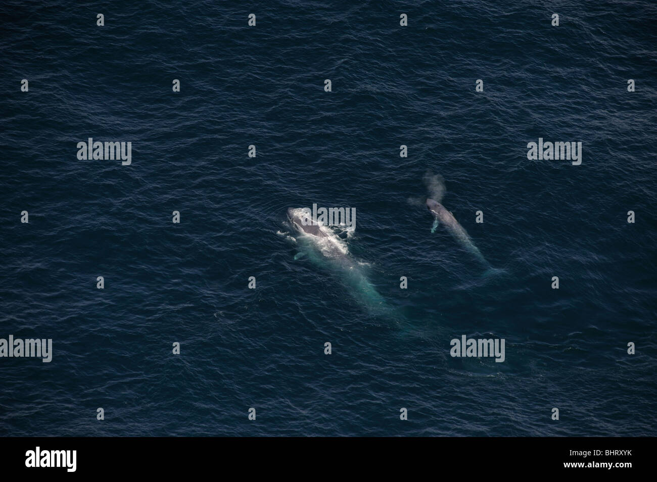 BLUE WHALE CALF et mère, la respiration, l'Australie Banque D'Images