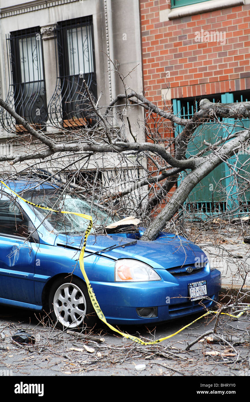 Voiture garée écrasée par le vent des arbres endommagés Banque D'Images