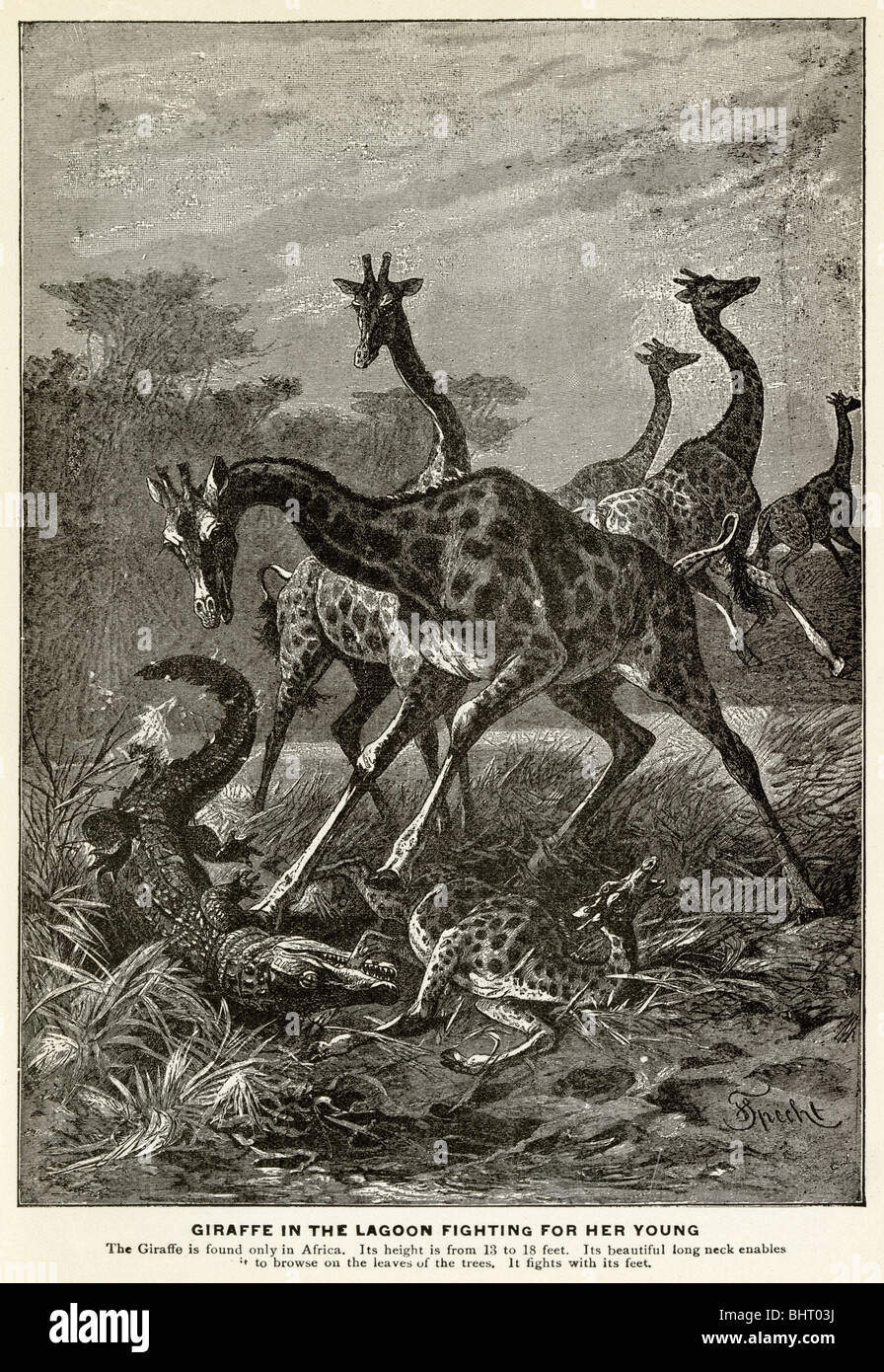 Gravure 1901, la girafe dans le lagon se battre pour ses jeunes. Banque D'Images