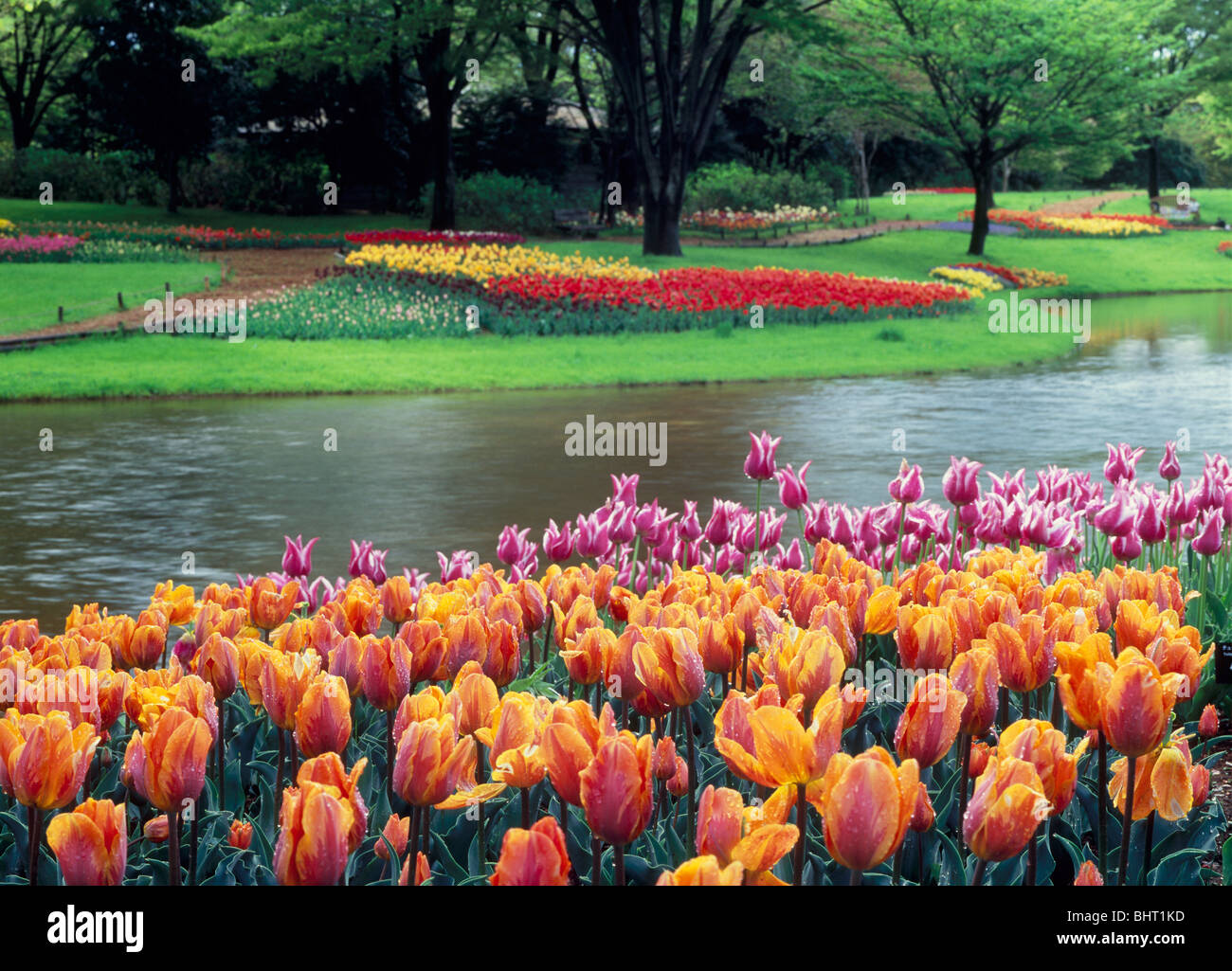 Tulip à Showa Kinen Park, Tachikawa, Tokyo, Japon Banque D'Images