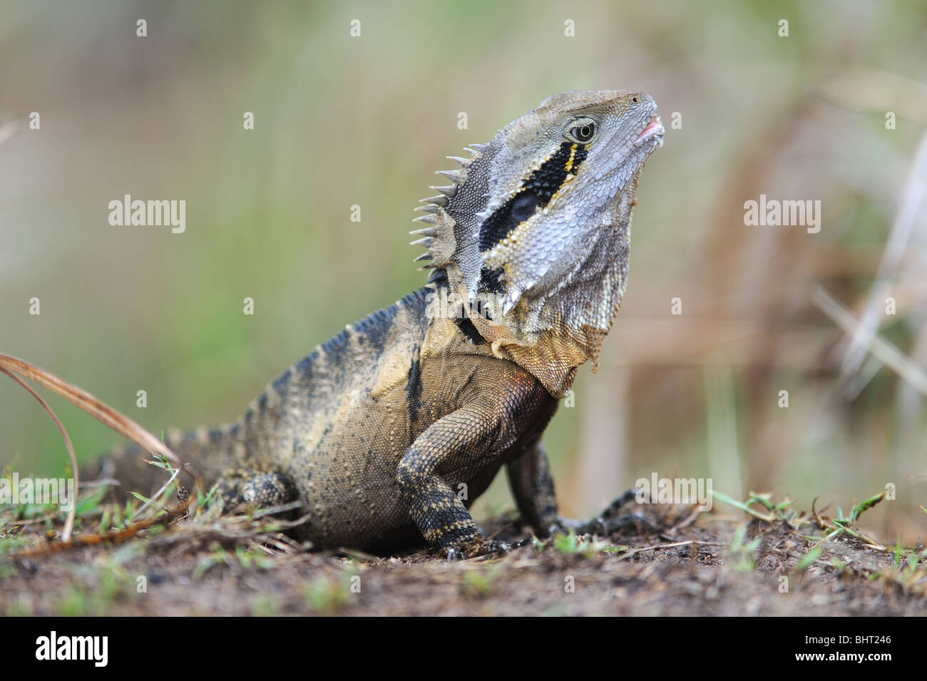 Reptiles lézard à crête peuvent être trouvés sur une grande partie de la Sunshine Coast de l'Australie - parfois appelés des iguanes, ils vivent dans la nature et exploiter de grandes Banque D'Images