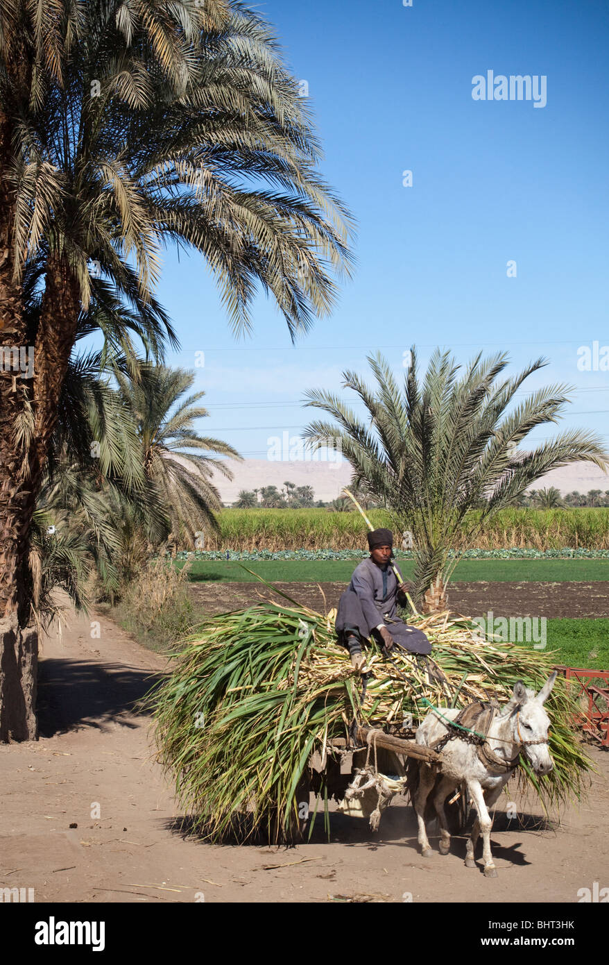Ce qui porte à la récolte de la canne à sucre, des champs entre Louxor et Esna, Haute Egypte Banque D'Images