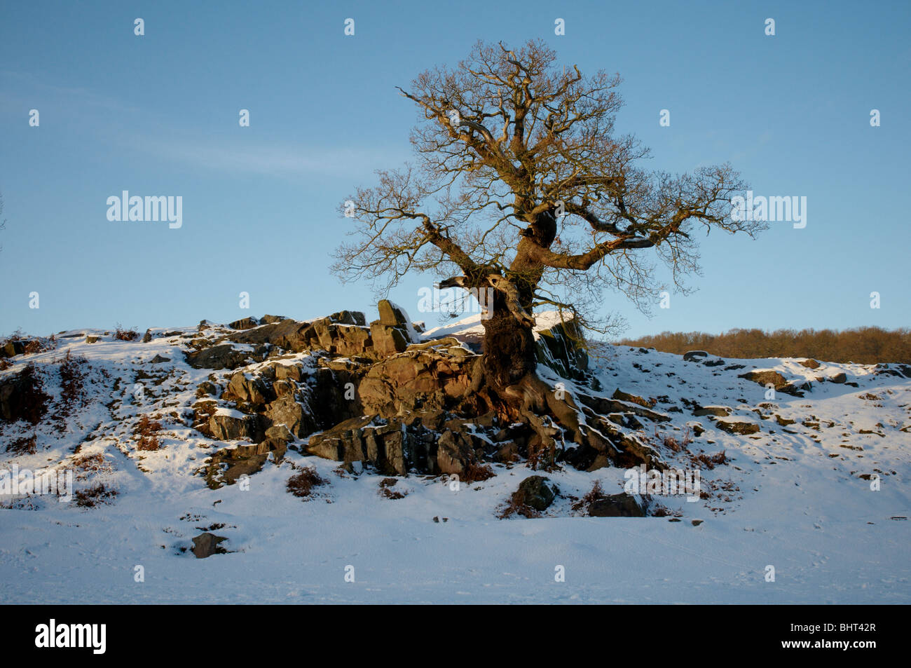 Scène d'hiver enneigé à Bradgate Park, Newtown Linford, Leicestershire Banque D'Images