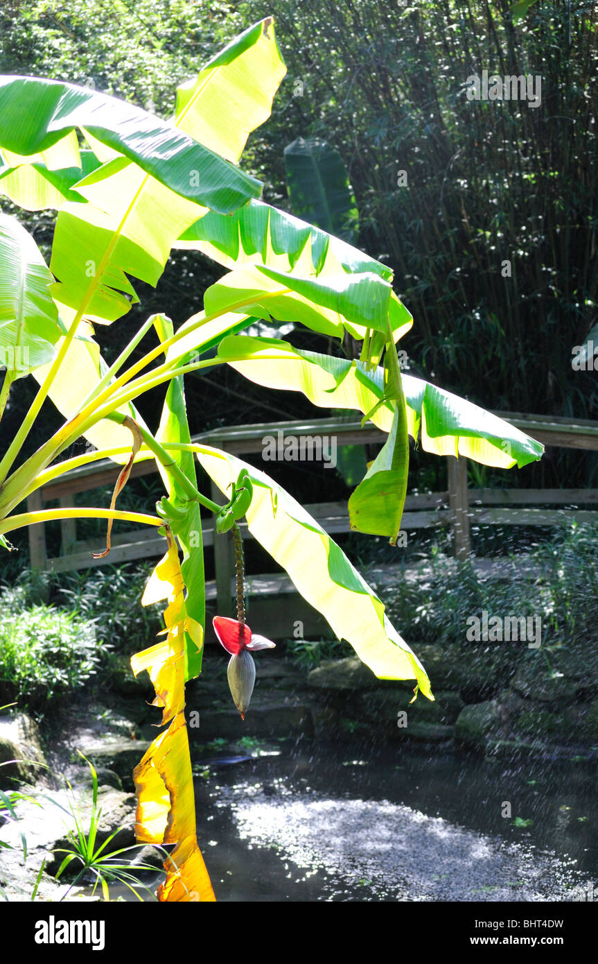 La floraison des plantes de bananes à l'Ormond Memorial Art Museum et jardins avec pont en arrière-plan Banque D'Images