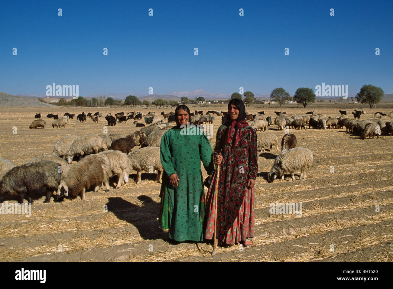 Qashqai (Kashkai) personnes troupeaux de moutons sur le plateau, sud-ouest de l'Iran Banque D'Images