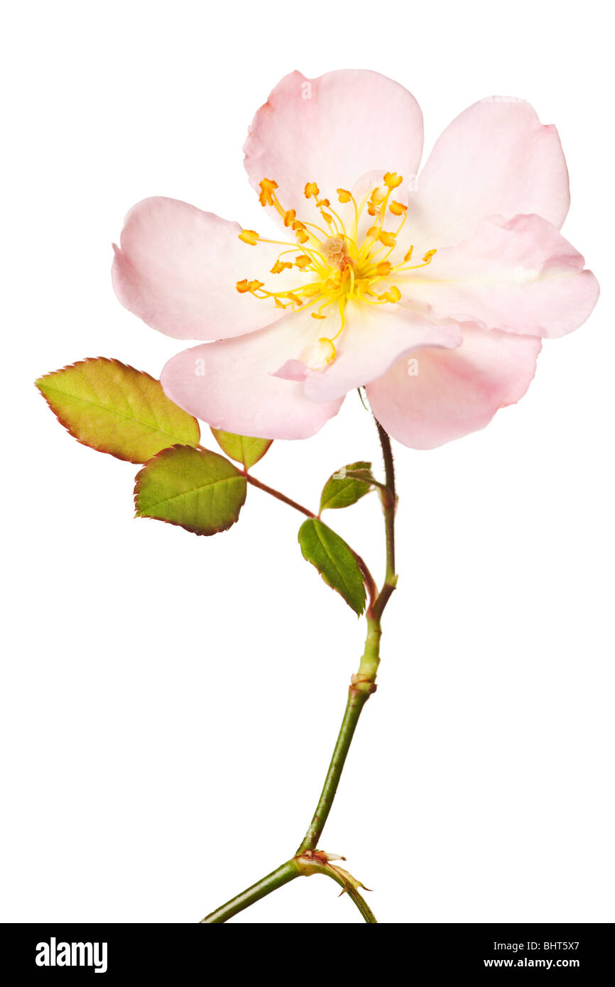 Jardin rose rose isolé sur un fond blanc, pur Banque D'Images