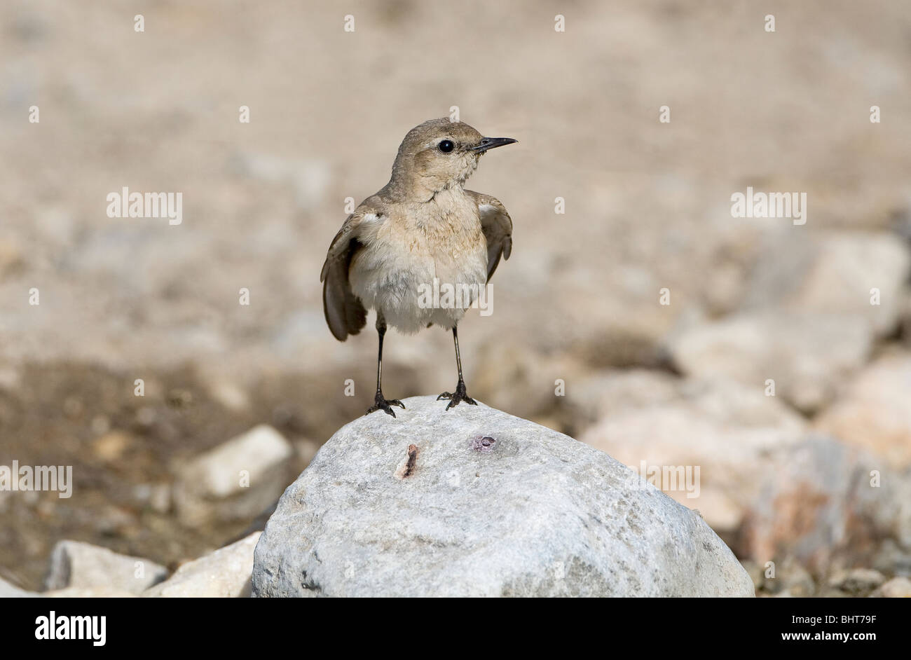 Traquet motteux (Oenanthe isabellina Isabelline) perché sur un rocher Banque D'Images