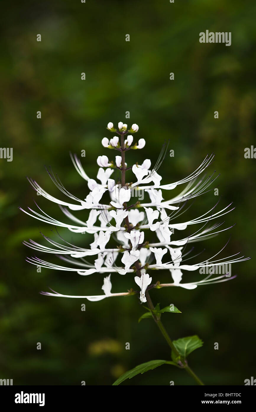 Les moustaches du chat fleur - New York Banque D'Images