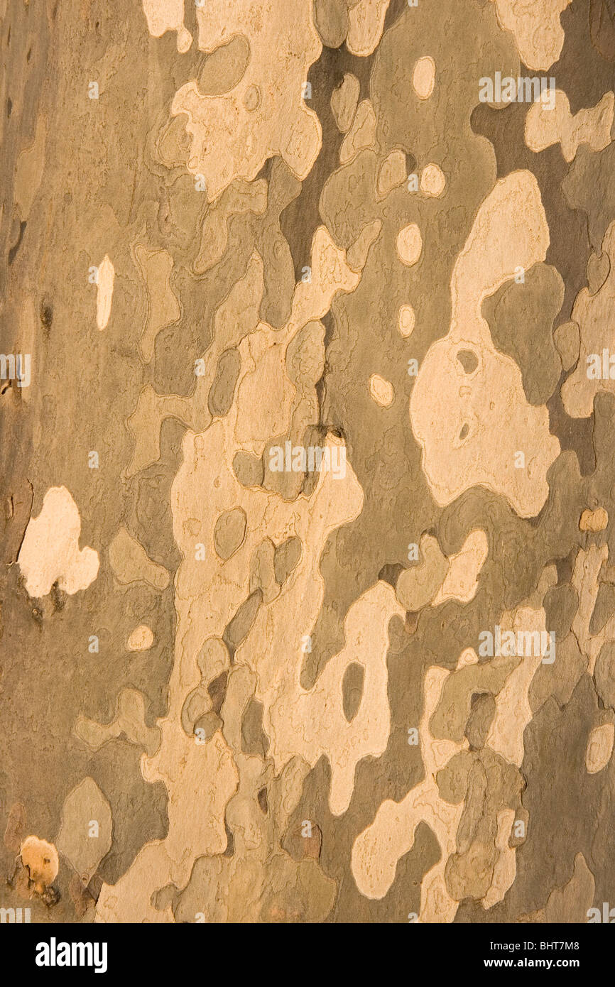 Détail de l'écorce des arbres d'Eucalyptus. Banque D'Images