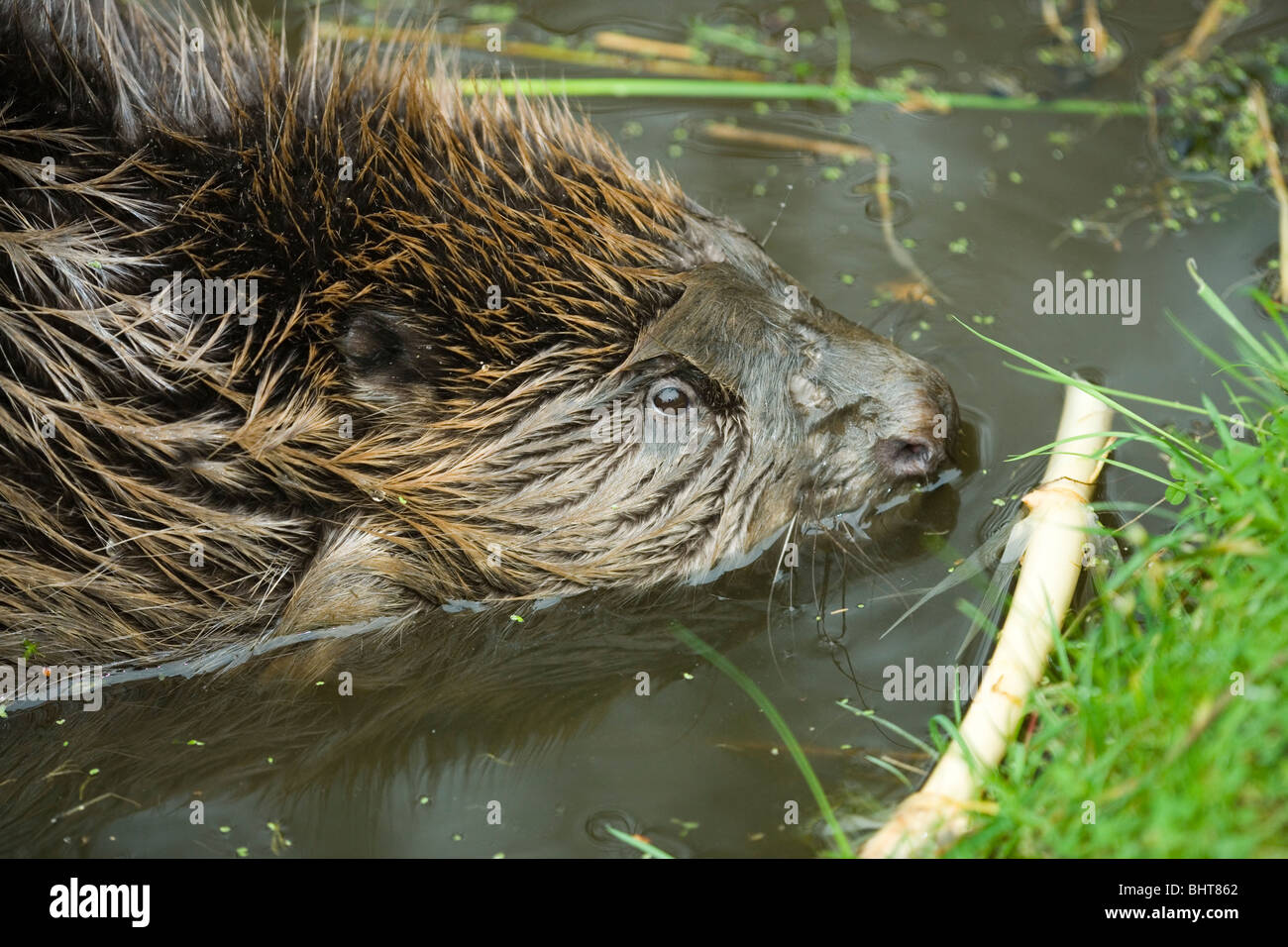 Castor européen (Castor fiber). Décisions pour un roseau (Phragmites sp.) sur lesquels des tubercules à nourrir. Banque D'Images