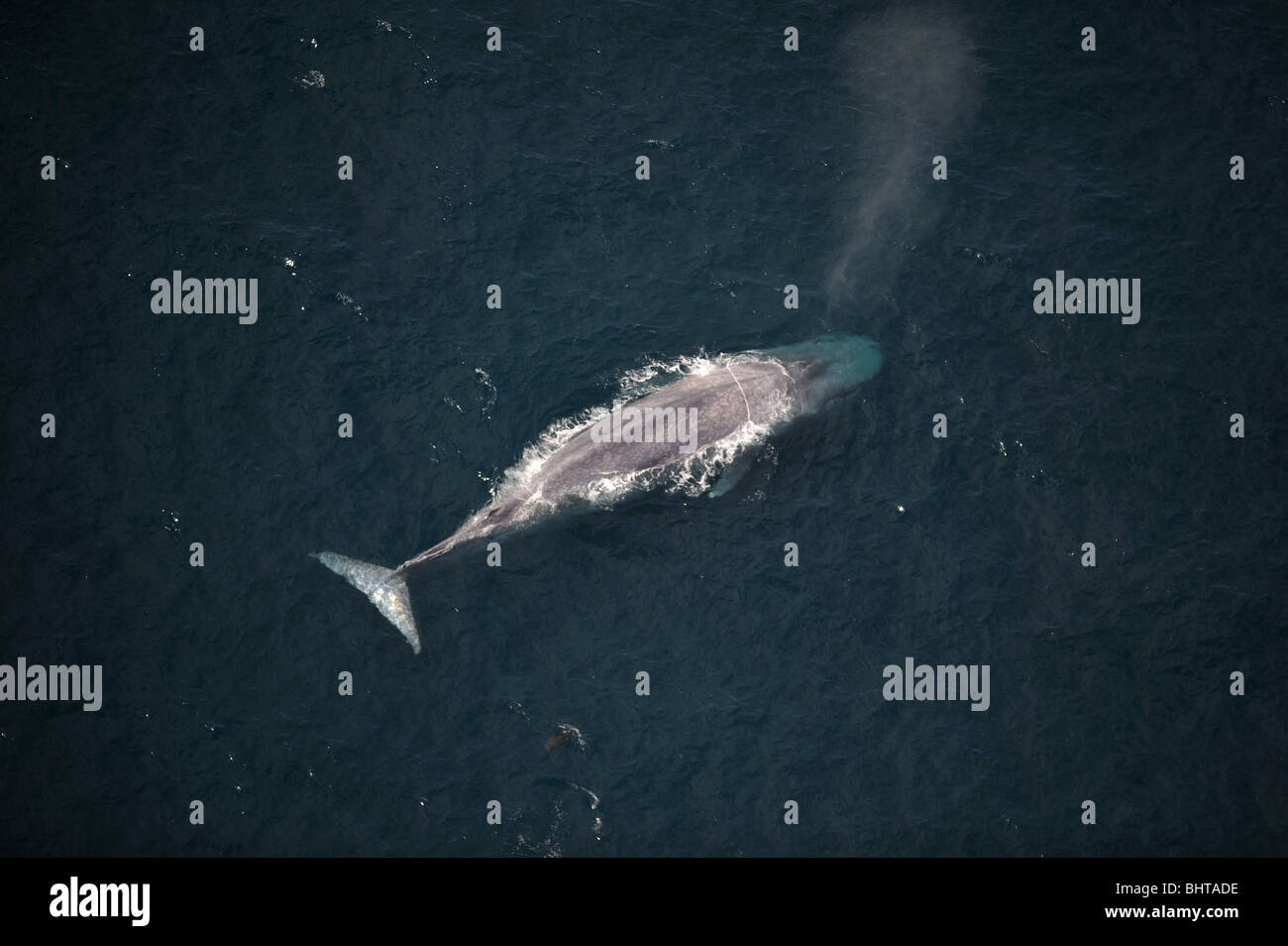 La baleine bleue la respiration, l'Australie Banque D'Images