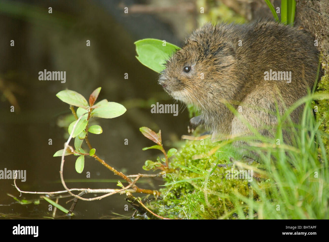 Le Campagnol de l'eau (Arvicola amphibius). Banque D'Images