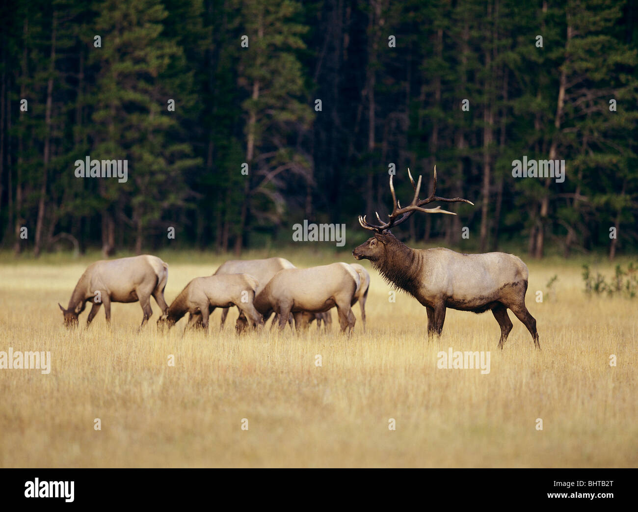 Bull Elk avec troupeau / Cervus canadensis Banque D'Images