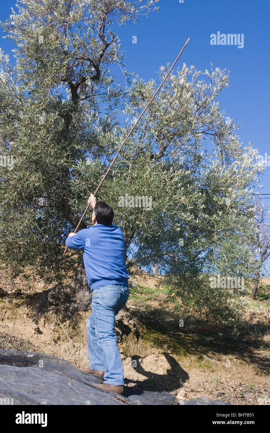Les olives de travailleur olivier dans la région d'Axarquia d'Andalousie, espagne. Banque D'Images