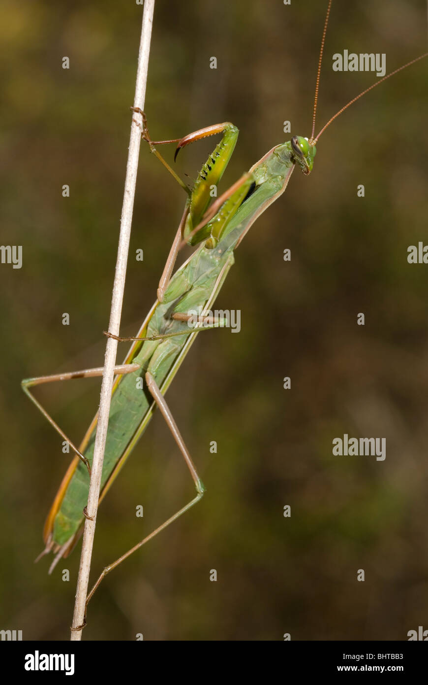 La mante religieuse (Mantis religiosa) Banque D'Images